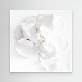 Ivory Bloom